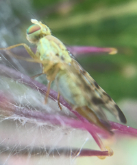Terellia tussilaginis