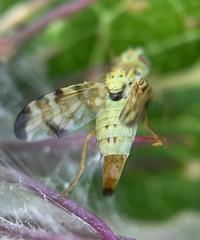 Terellia tussilaginis