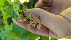 Ribes laxiflorum