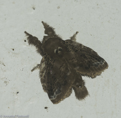 Euglyphis submarginalis