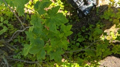 Ribes laxiflorum