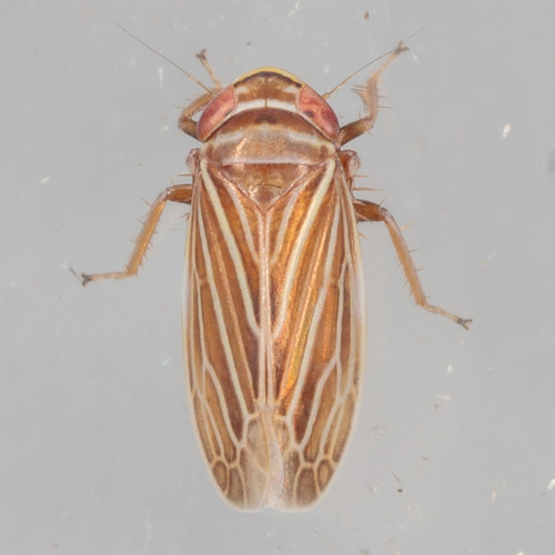 Daltonia