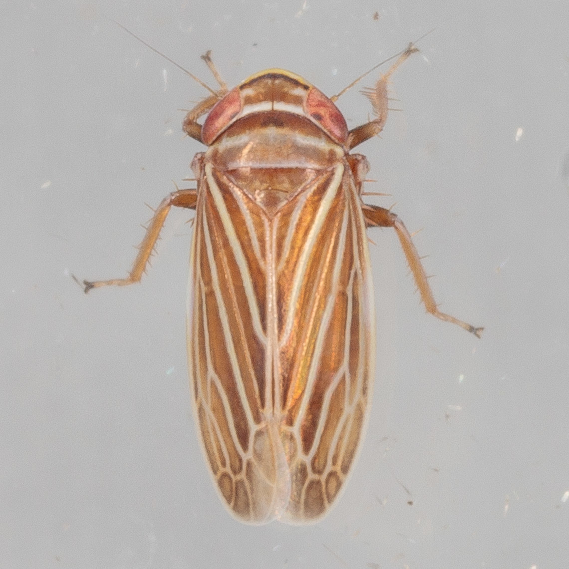 Daltonia