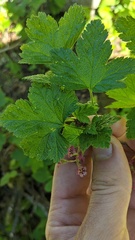 Ribes laxiflorum