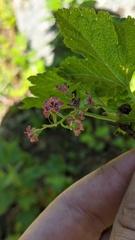 Ribes laxiflorum