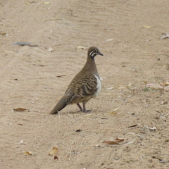 Geophaps scripta