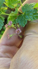 Ribes laxiflorum