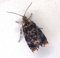 Olethreutes albiciliana