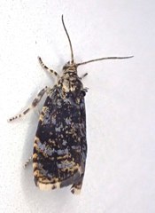 Olethreutes albiciliana