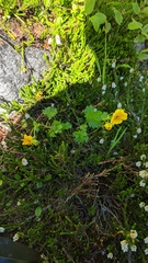 Potentilla flabellifolia