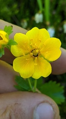 Potentilla flabellifolia