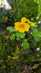 Potentilla flabellifolia
