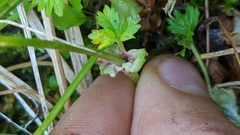 Potentilla flabellifolia