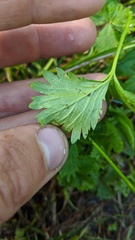 Potentilla flabellifolia