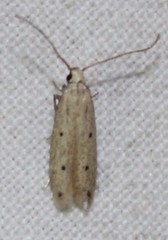 Numata bipunctella