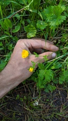 Potentilla flabellifolia
