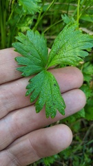 Potentilla flabellifolia