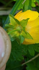 Potentilla flabellifolia