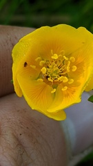 Potentilla flabellifolia