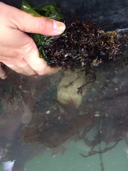 Mytilus californianus