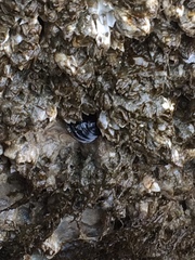 Mytilus californianus