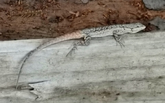Urosaurus