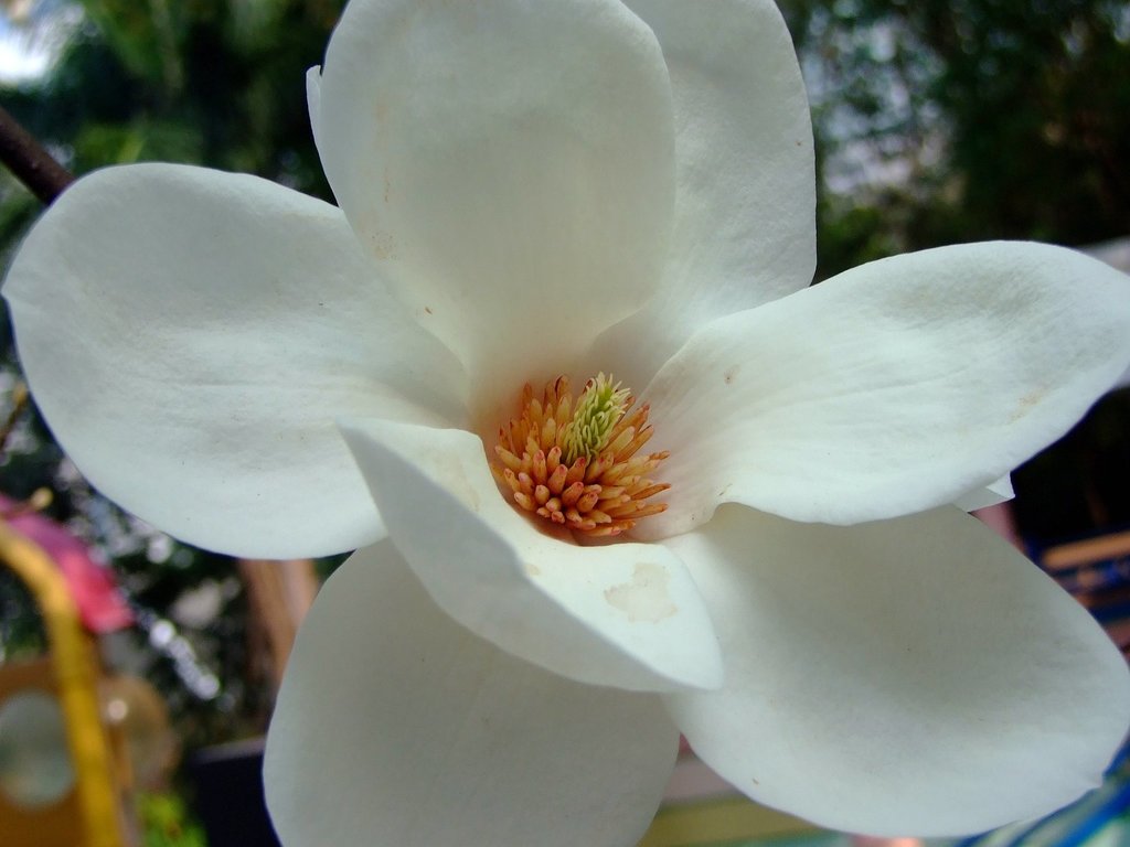 Magnolia denudata · Natusfera