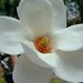 Magnolia denudata - Photo (c) Kai Yan,  Joseph Wong, algunos derechos reservados (CC BY-NC-SA)