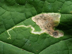 Amauromyza pleuralis