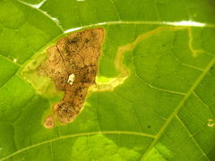 Amauromyza pleuralis