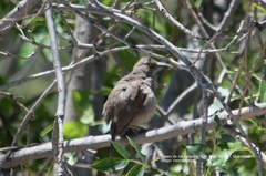 Toxostoma curvirostre