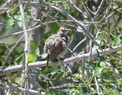 Toxostoma curvirostre