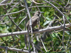 Toxostoma curvirostre