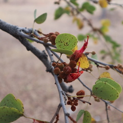 Lysiphyllum cunninghamii