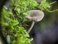 Pluteus thomsonii
