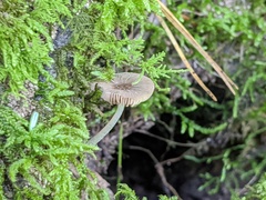 Pluteus thomsonii