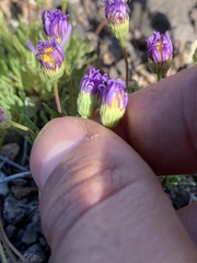 Erigeron elegantulus