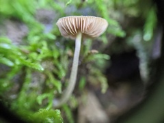 Pluteus thomsonii