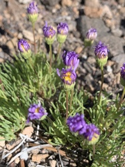 Erigeron elegantulus