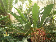 Anthurium crassinervium