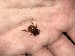 Odonteus