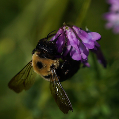 Xylocopa virginica