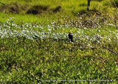 Chrysomus icterocephalus bogotensis