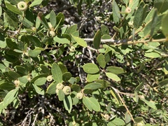 Quercus vacciniifolia