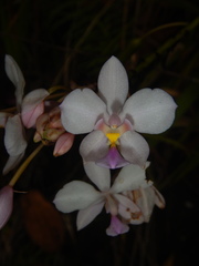 Spathoglottis