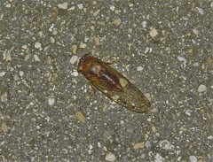 Diceroprocta olympusa