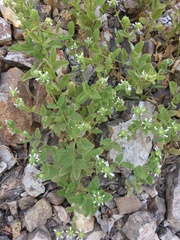 Stachys pycnantha