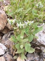 Stachys pycnantha