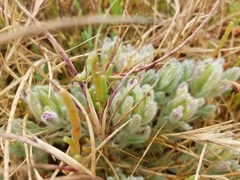 Chloropyron maritimum