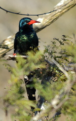 Phoeniculus purpureus marwitzi